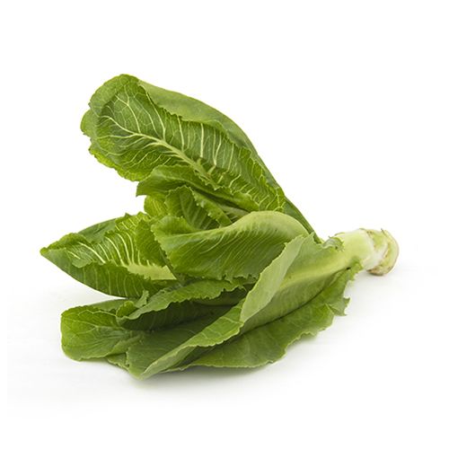 Fresho Lettuce - Romaine, 100 to 150 gm